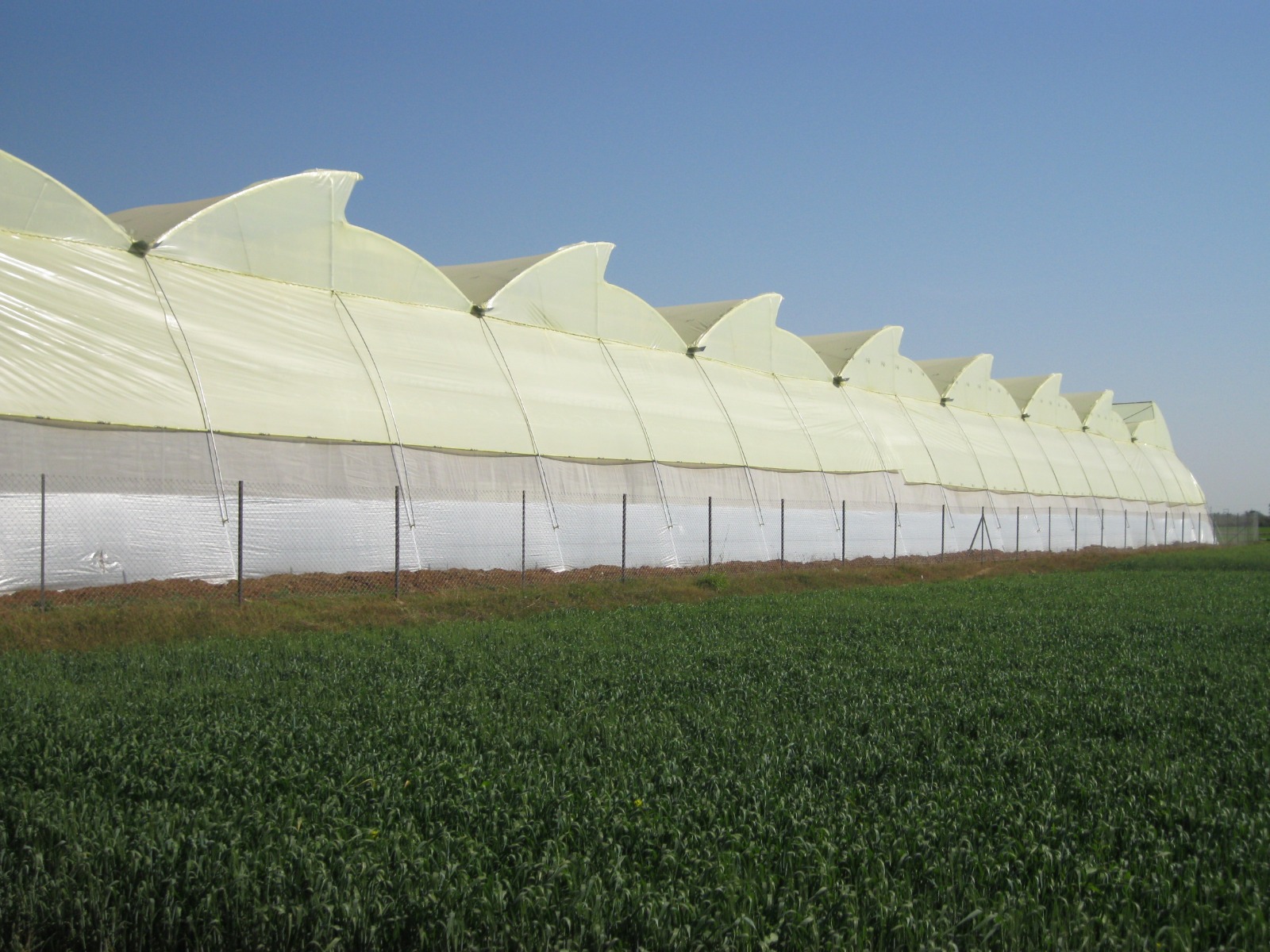 Greenhouse Project 20